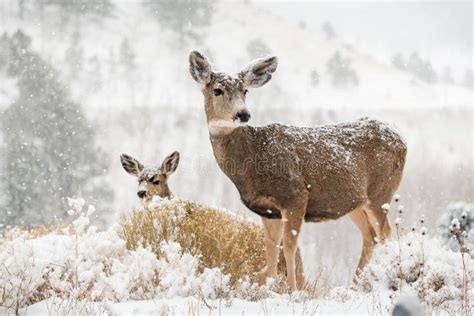 Mom and baby deer in snow scene. Of the colorado rocky mountains , #AFFILIATE, #deer, #snow, # ...