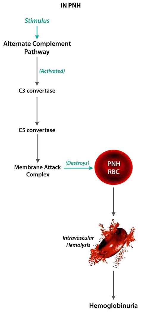 PAROXYSMAL NOCTURNAL HEMOGLOBINURIA (PNH) - www.medicoapps.org