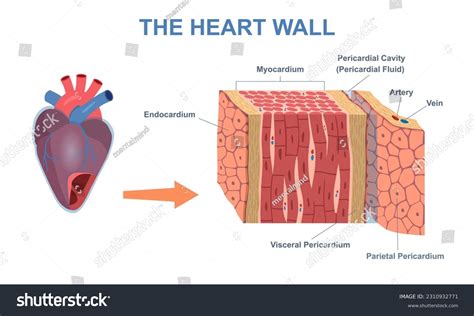 Wall Heart Structure Human Organ Anatomy Stock Vector (Royalty Free ...