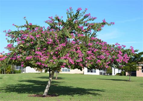 Orchid Tree (Pink) – Guyana Garden