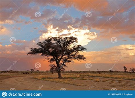 African Sunset with Silhouetted Tree Stock Image - Image of nature ...