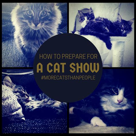 How To Prepare For a Cat Show. | Cats, Cat lovers, Preparation