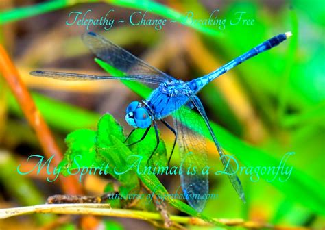 Symbolic Dragonfly Meaning | Dragonfly Spirit & Totem Animal Medicine