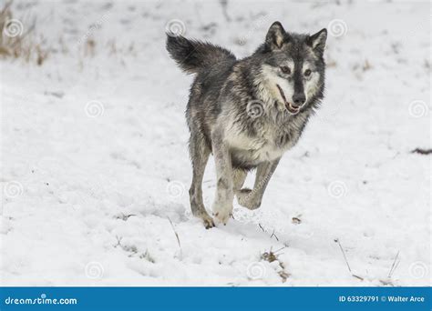 Tundra Wolves stock image. Image of communication, canadian - 63329791