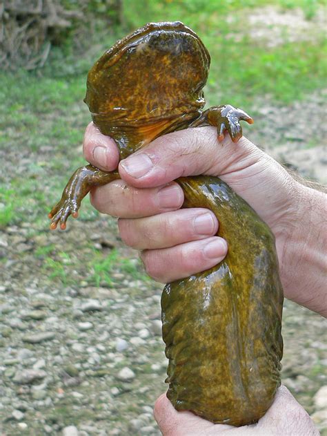 Eastern Hellbender – Life List Blog Posts