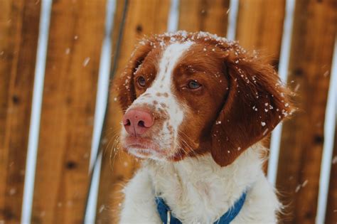 Should You Get A Brittany Spaniel Mix?