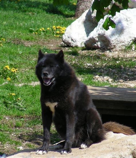 black husky by Croc-blanc on DeviantArt