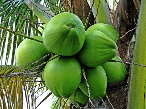 Facts About the Coconut Tree: Description and Uses - Owlcation