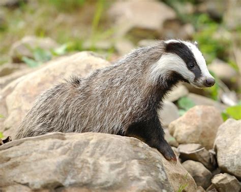 European Badger - Facts, Diet, Habitat & Pictures on Animalia.bio