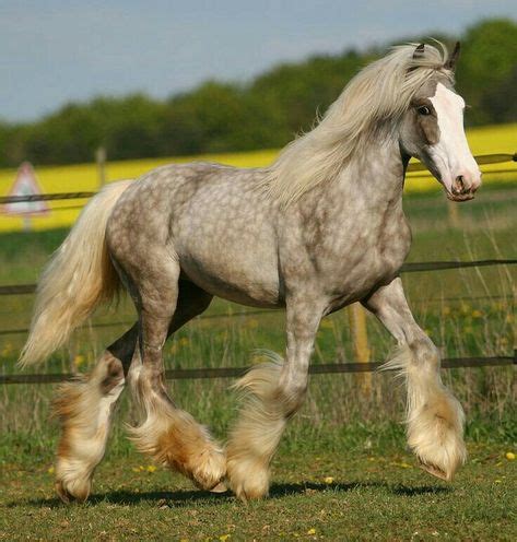 Heavily Dappled Chocolate Silver Roan Sabino | Horses, Pretty horses, Horse breeds