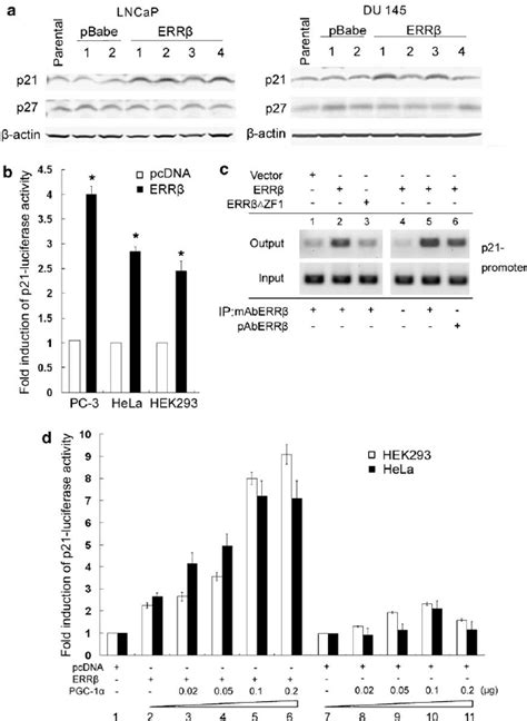 Upregulation of p21 expression and transactivation of its gene promoter... | Download Scientific ...