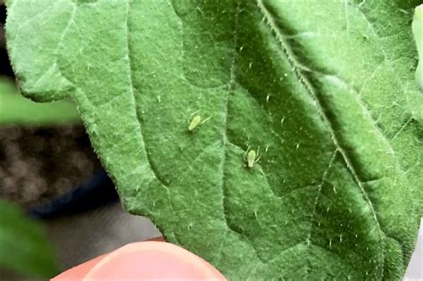 How to Effectively Get Rid of Aphids on Tomato Plants