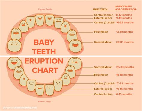 Printable Tooth Number Chart
