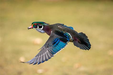 Wood Duck Flying