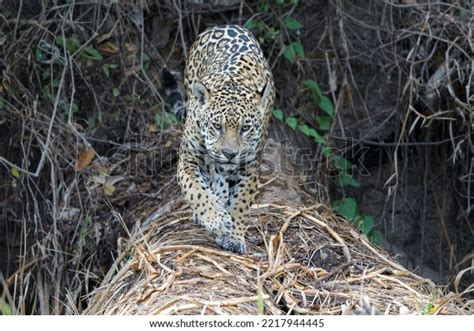 Jaguar Panthera Onca Hunting Northern Pantanal Stock Photo 2217944445 ...