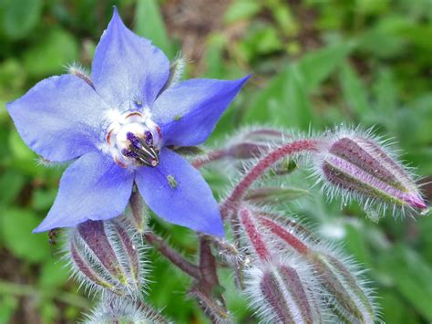 Photographs of Borago Officinalis, UK Wildflowers; Blue flower