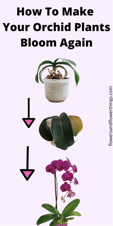 How To Make Orchids Bloom Again | Flowersandflowerthings | Orchid plant care, Plant care ...