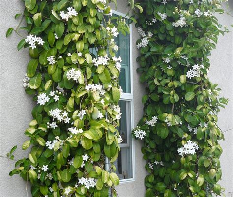 White Madagascar Jasmine Marsdenia floribunda - 10 Seeds