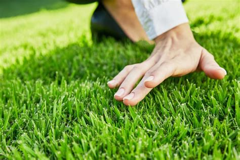 Natural Turf vs. Artificial Turf | Lawn Guide | myhomeTURF