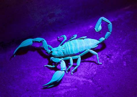 Scorpion under UV light | Scorpion, Uv black light, Animals