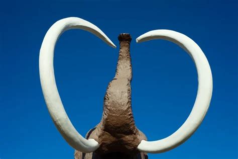 Woolly Mammoth tusks and trunk — Stock Photo © PiLens #6646816