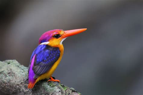 Kingfisher - Indian Wildlife | Wildlife adventure, Wildlife tour, Wildlife