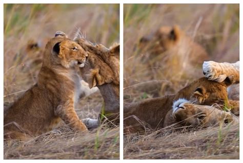 Lion Cub Caressing Mom Is All Hearts And Love Watch Beautiful Video