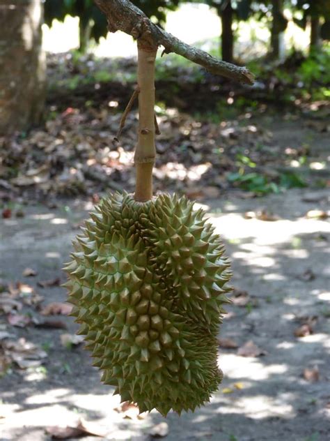 How to Grow Durian Fruit from Seed to Harvest: How this Guide Helps Beginners