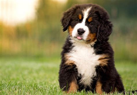 Do Bernese Mountain Dogs Shed