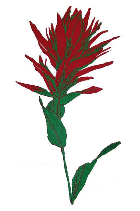 Indian Paintbrush Print by Harriet Greene - Pixels