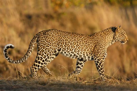 🔥 A leopard with a strawberry-colored coat found in South Africa's ...