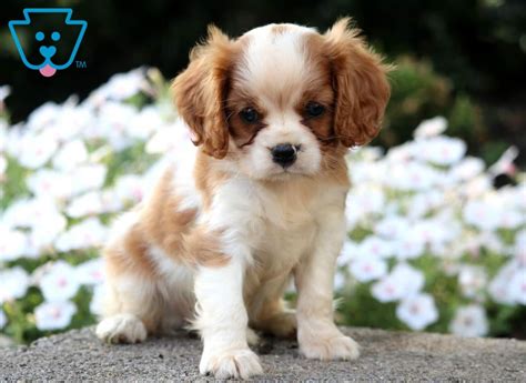 Prince | Cavalier King Charles Spaniel Puppy For Sale | Keystone Puppies