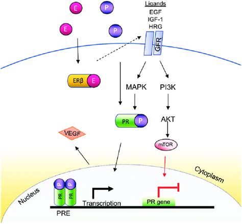 Progesterone/progesterone receptor signaling in lung cancer. The growth... | Download Scientific ...