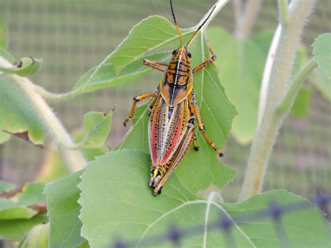 colorful bug on sunflower leaf - Birds and Blooms