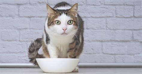 Cat Food Bowls | 10 Cute and Easy-to-Clean Cat Food Bowls