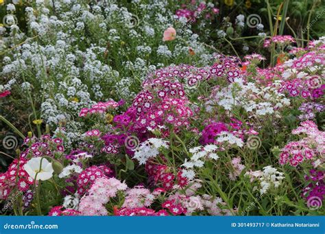 Australia Gardens Series - Queens Park Botanical Garden - Toowoomba ...