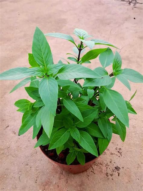 Thai Basil Plant » Herbs 'n' Spices • Teo Joo Guan Horticulture