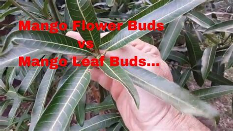 Mango Flower Buds vs Mango Leaf Buds... - YouTube