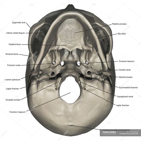 Inferior view of human skull anatomy with annotations — styloid process, skeletal system - Stock ...