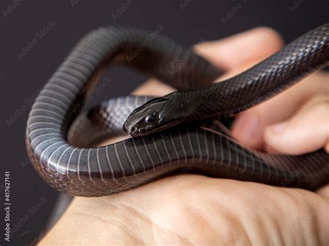 Fotka „The Mexican black kingsnake (Lampropeltis getula nigrita) is ...