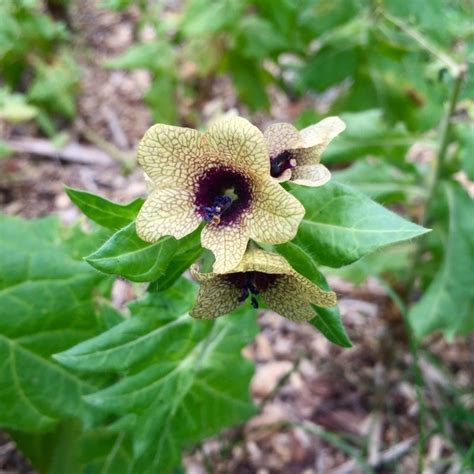 Henbane Flower Essence – Bane Folk