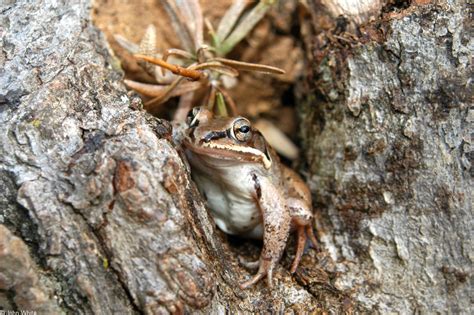 Scherman Hoffman Wildlife Sanctuary: Wood Frog Tadpoles at the Nature ...