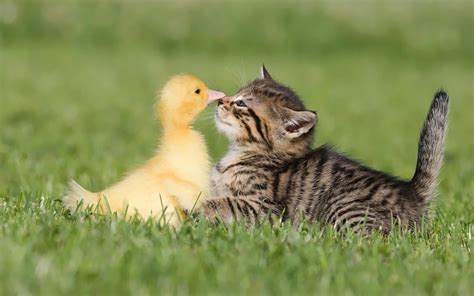 A duck and a cat : r/aww