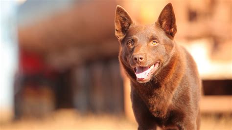 Download Dog Kelpie Koko Movie Red Dog HD Wallpaper