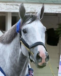 White Abarrio - Horse Profile - BloodHorse