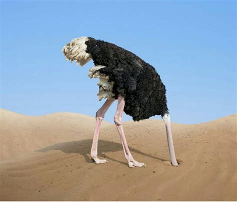 Pin by Steven Paye on Animals | Head in the sand, Animals, Ostriches