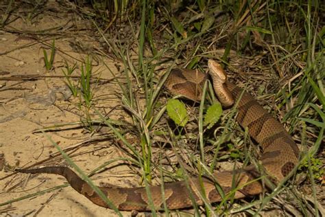 The Northern Copperhead Bite