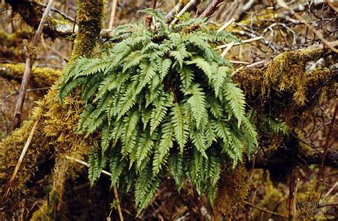 How Plants Colonized Land