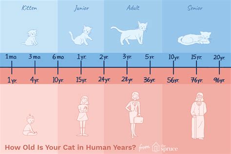 How Old Is Your Cat in Human Years?