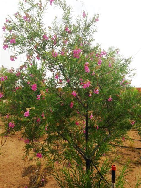 desert willow tree varieties - Cliff Do